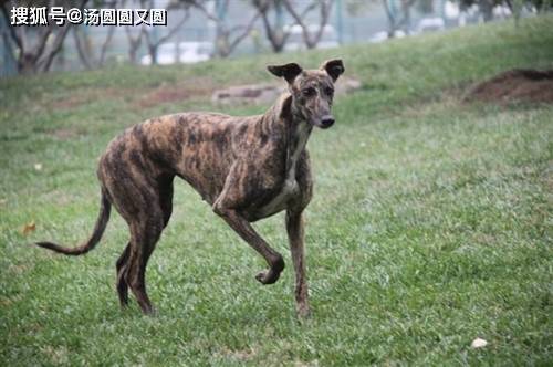 格力犬诺里斯最新配种研究成果揭秘