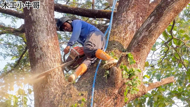 急招砍伐工人桉树，林业发展的机遇与挑战面临之际