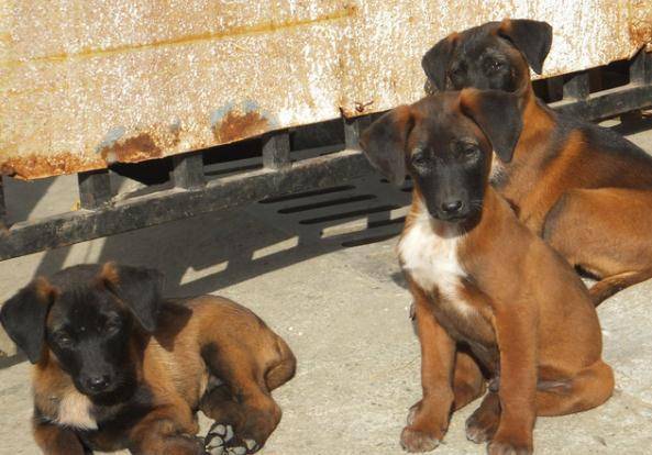 最新青川猎犬出售信息，开启探寻优秀猎犬的旅程