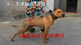 最新比特战犬买卖信息，市场深度分析与趋势预测报告发布