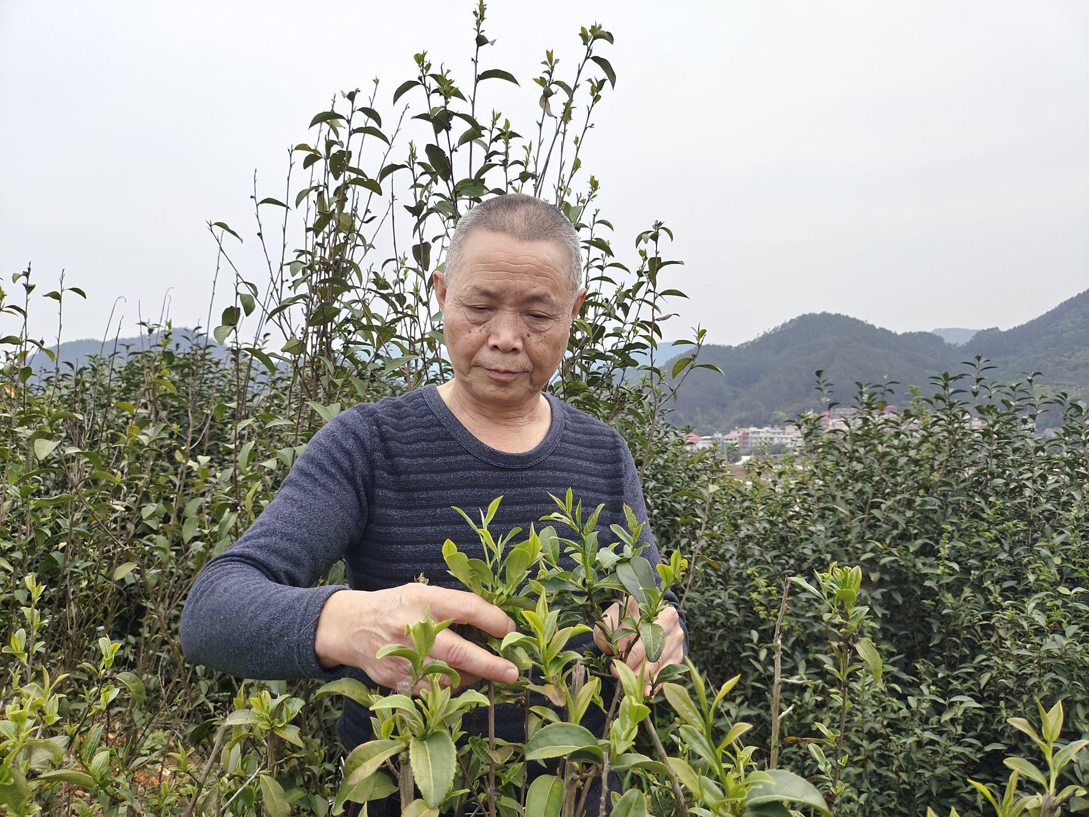 茶叶稀土最新动态，揭示产业新领域与未来发展前景